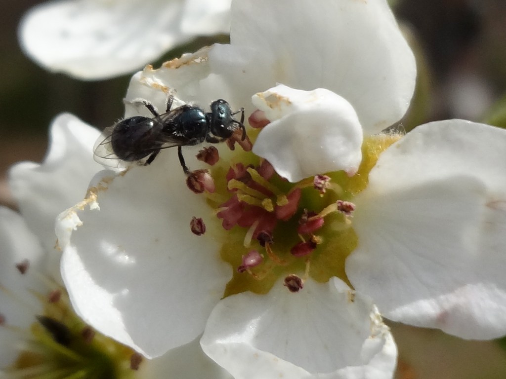 Time to Esteem our Native Pollen&nbsp;Bees