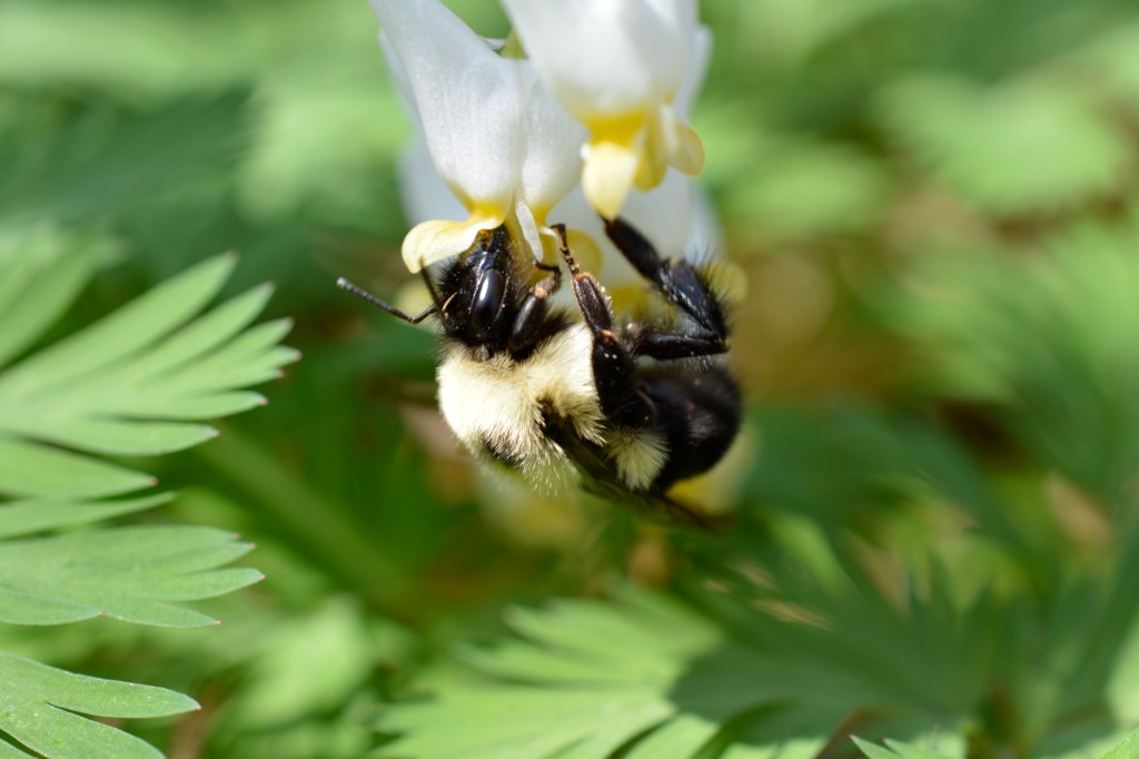 Bumblebee pollinating the Dutchman Breeches