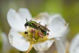 Sweat Bee on Fruit Tree Blossom