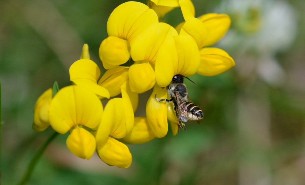 Leaf Cutter Bee on Birds Foot Trefoil