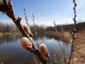 Pussy Willow
