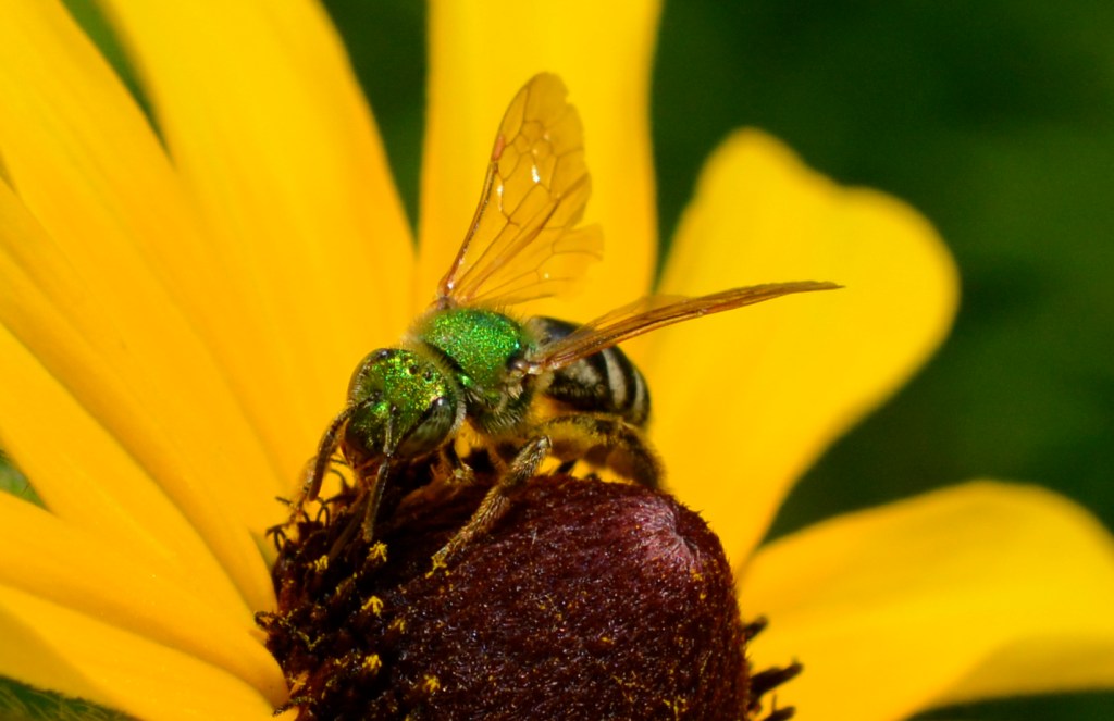 Green Sweat Bee on Black Eyed Susan