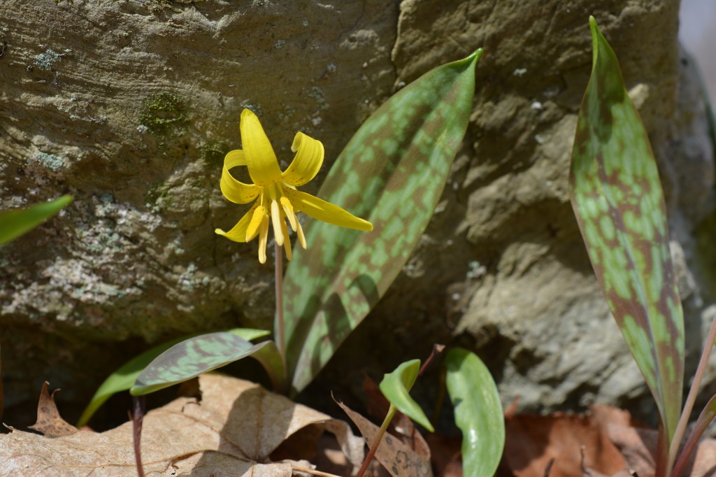 Fields of Trout-Lily