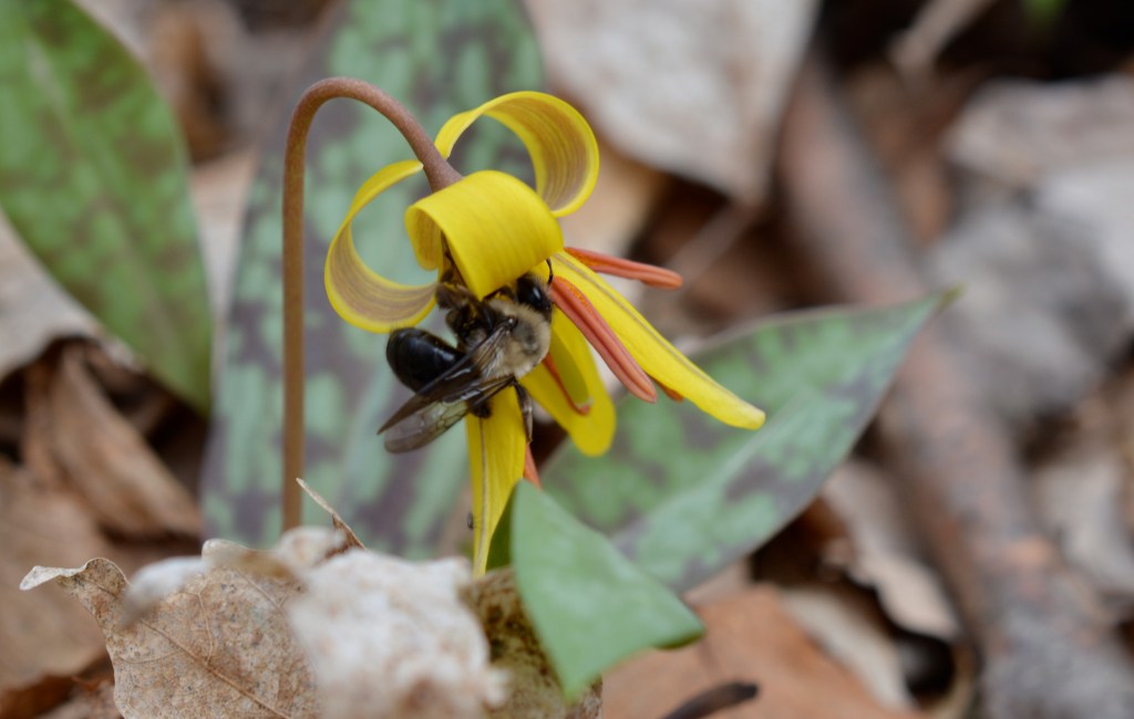 Large Mining Bee on Trout Lily