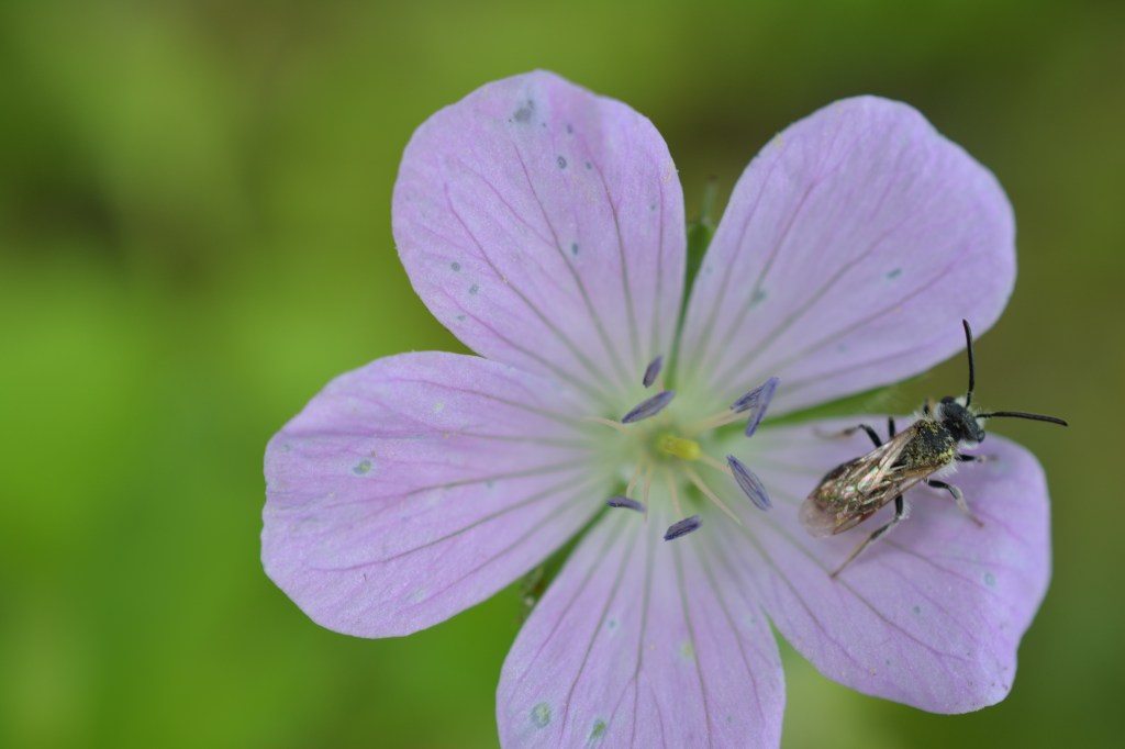 In Search of Blue&nbsp;Pollen