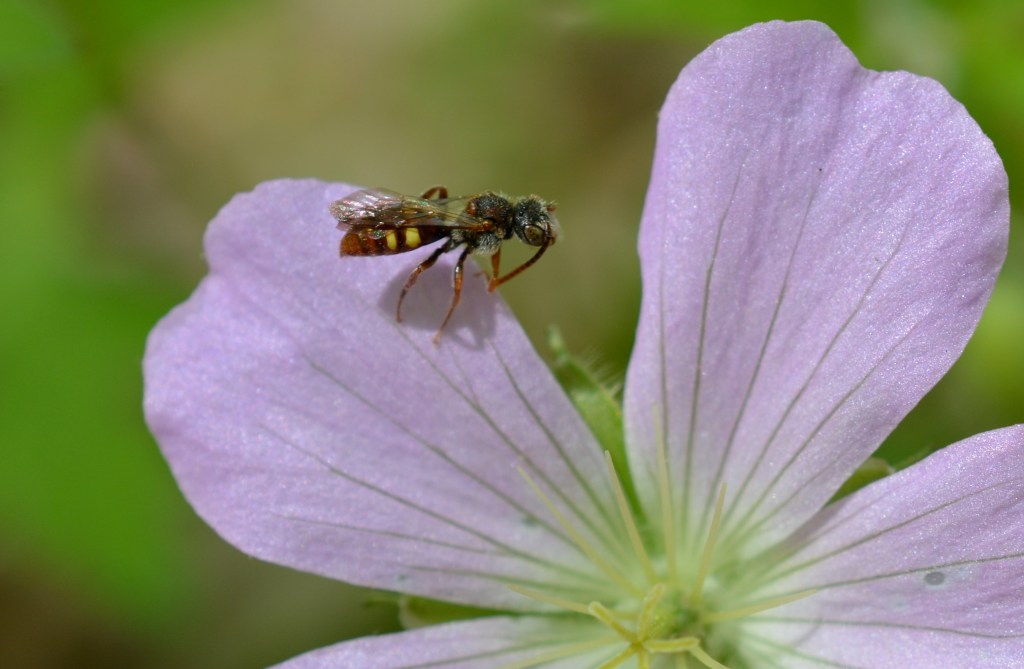 Cuckoo Bee grooming. (note, no pollen but fully developed stigma)