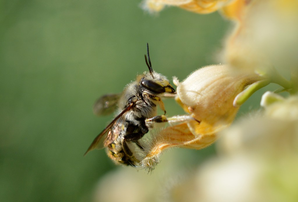 Male wool carder.