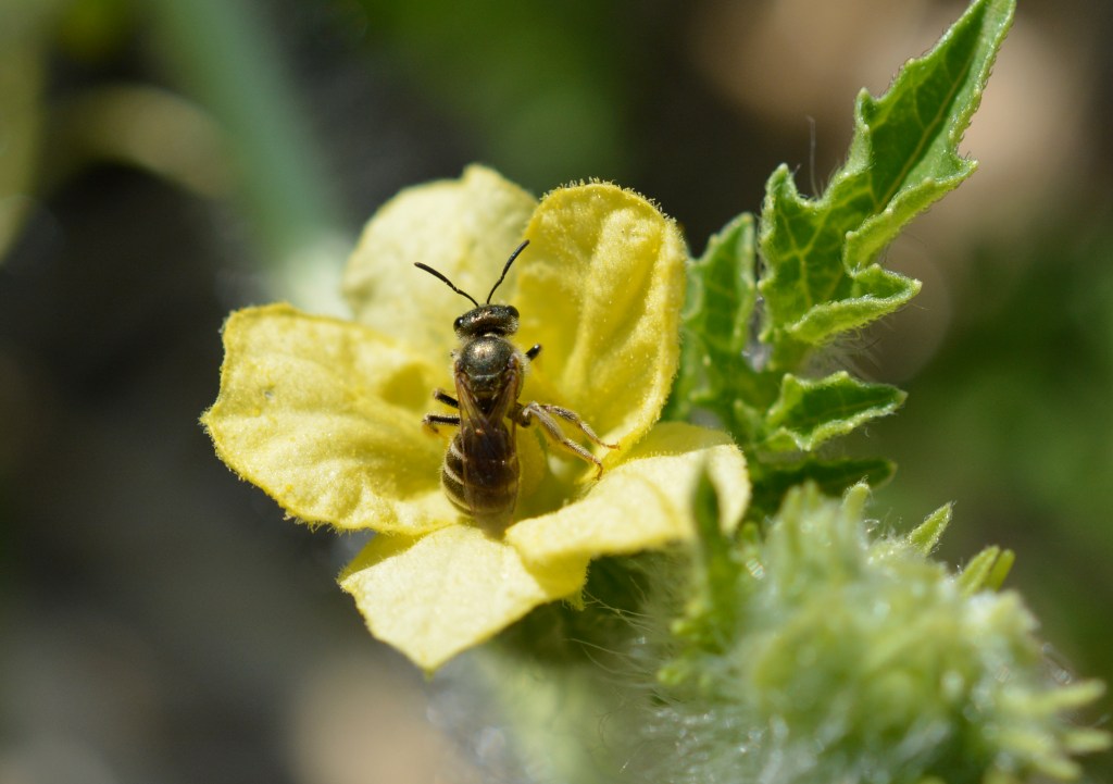 Sweat Bee at Watermelon Flower