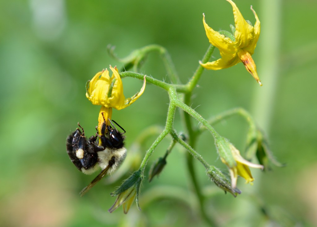 Bumblebee Pollinating a Tomato Flower