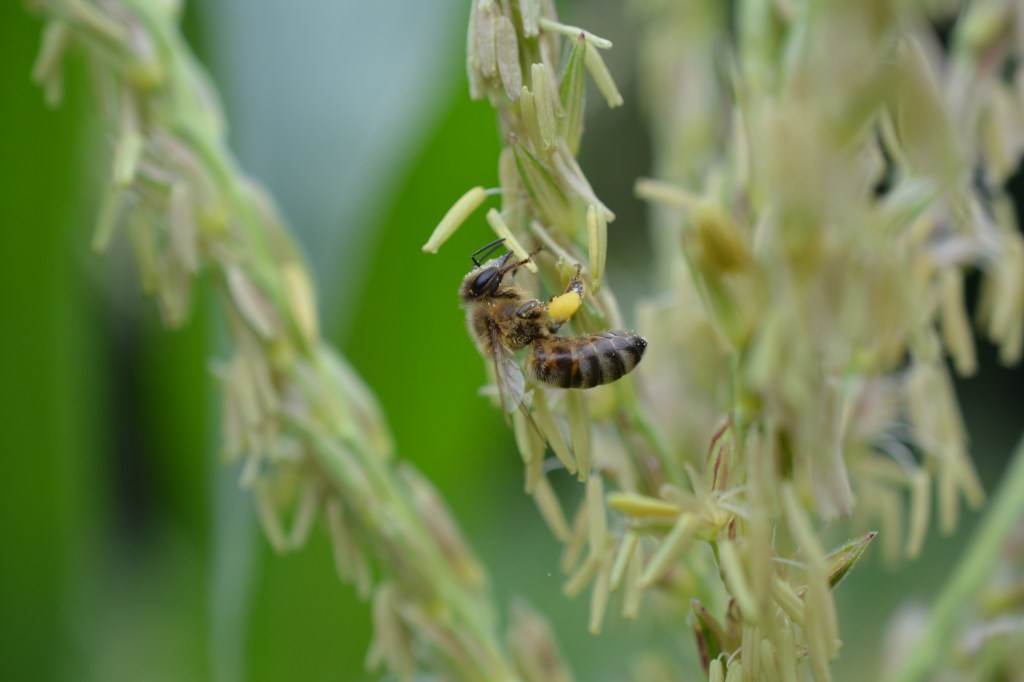 A Honeybee Collecting Pollen from a Corn Tassle