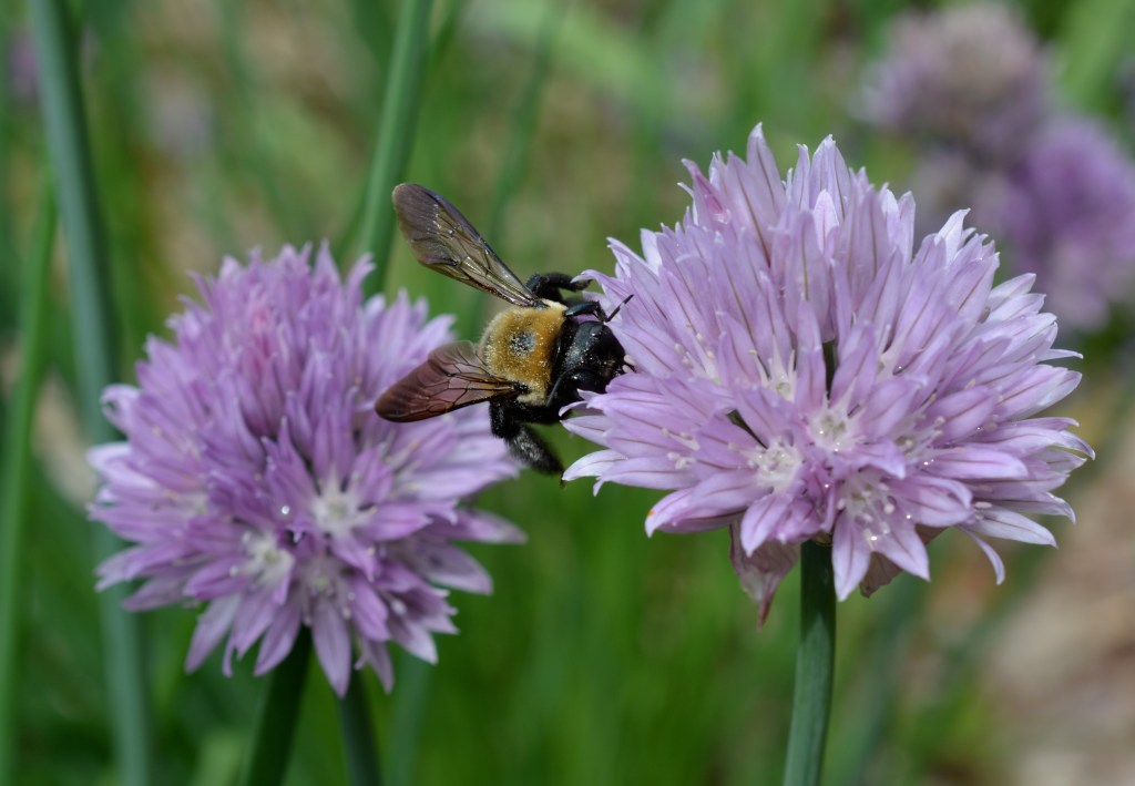 A Carpenter Bee Pollinating Chives.