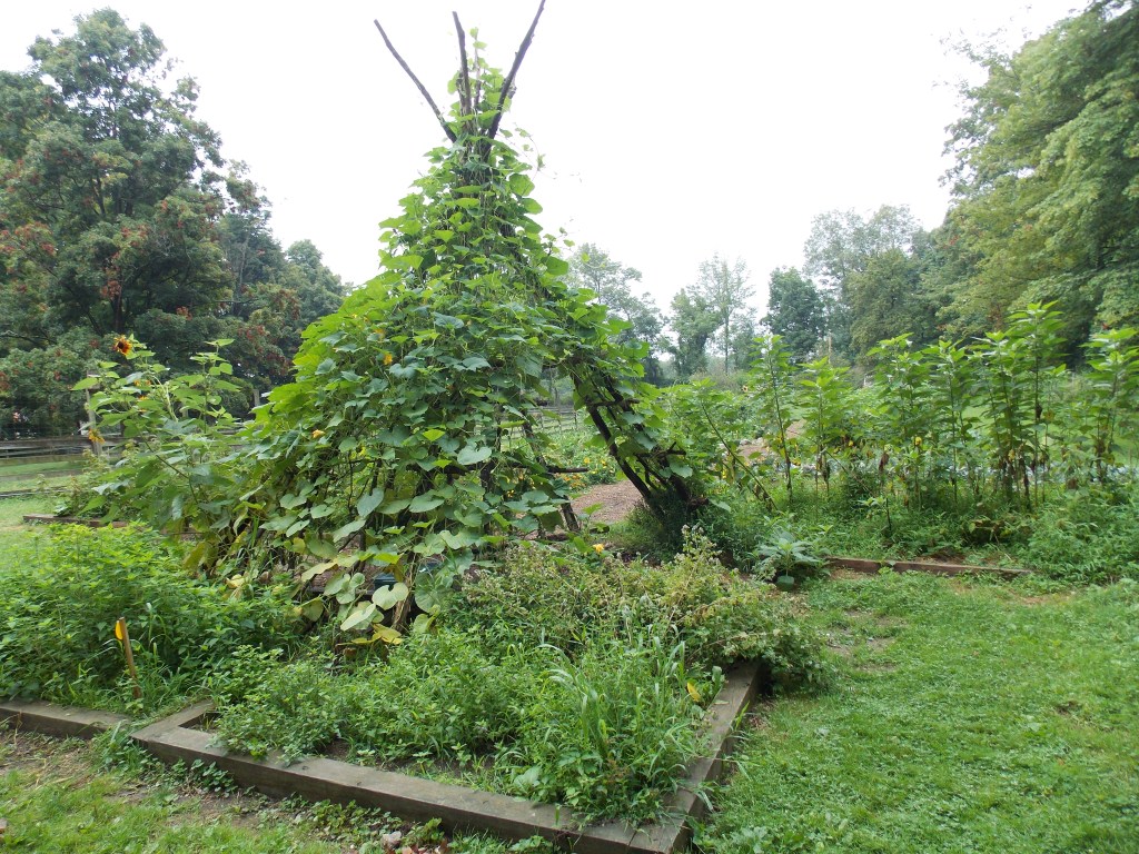 A Wikkiup supporting gourds