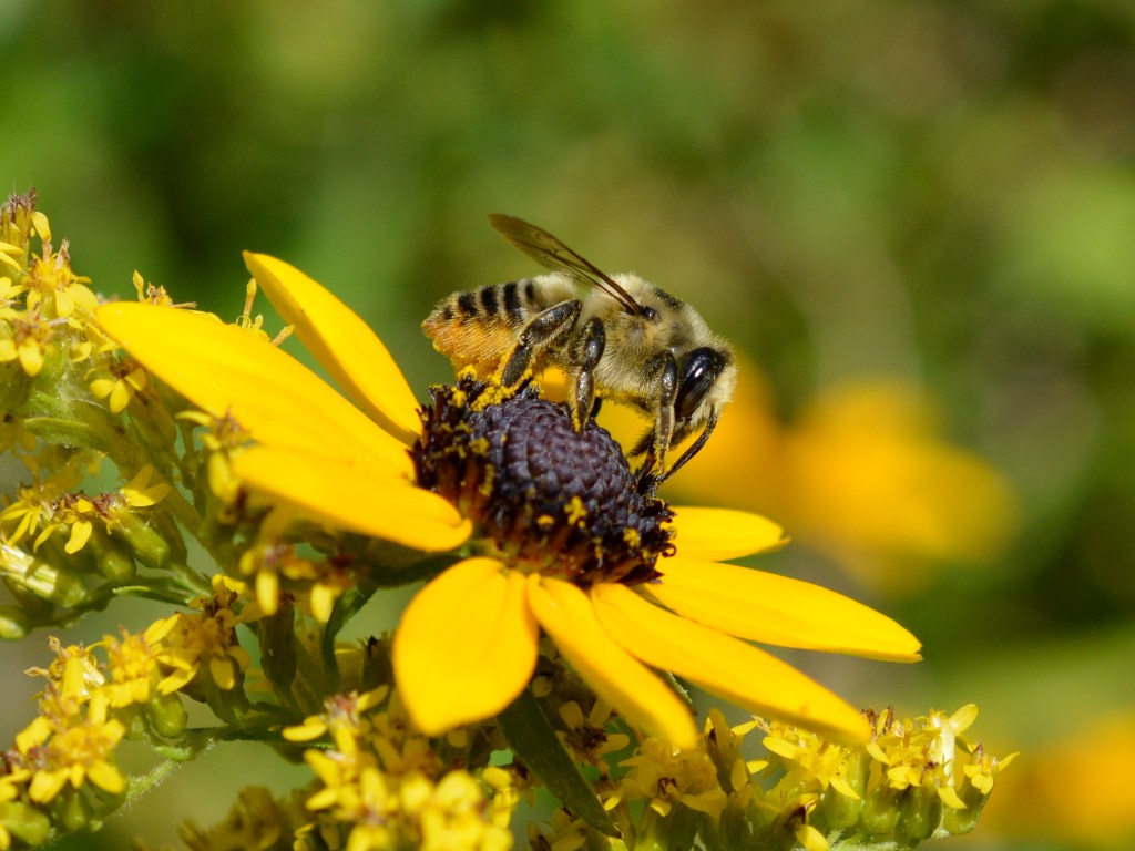 Carder bee on black eyed susan.