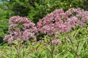Joe Pye Weed