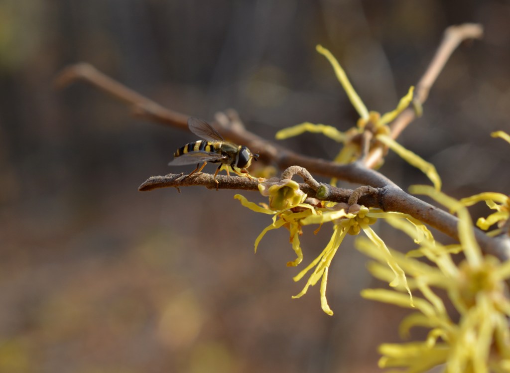The Last Flower to&nbsp;Bloom