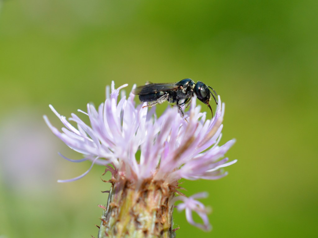 Small Carpenter Bee on Thistle.