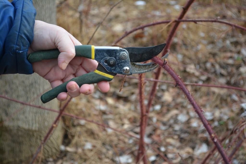 Pruning Brambles for Small Carpenter Bees
