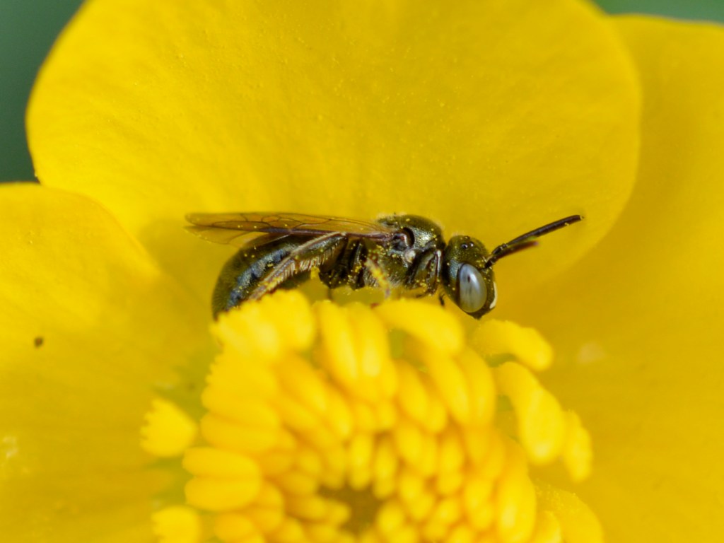 Small Carpenter Bee in a Buttercup