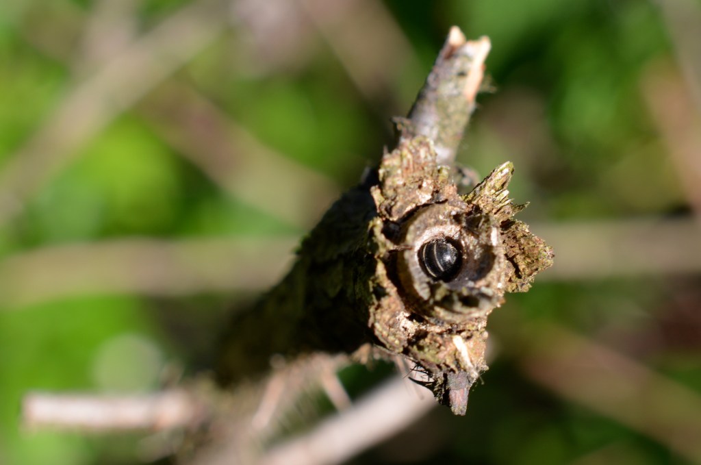 A Bee Inside of an Old Bramble 