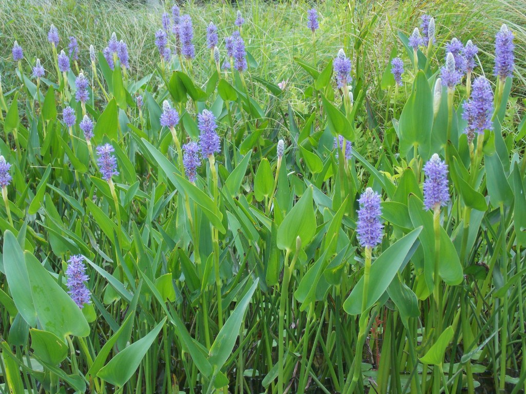 Pickerel Weeds on an Adirondack Lake