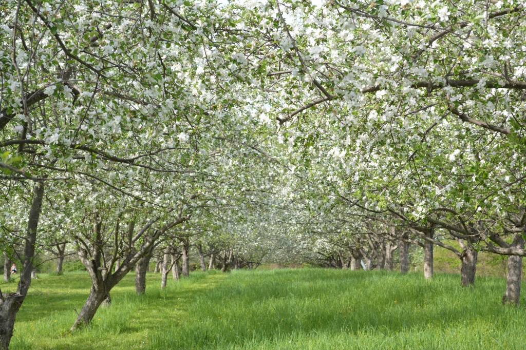 The Spring Bees of Peach&nbsp;Hill