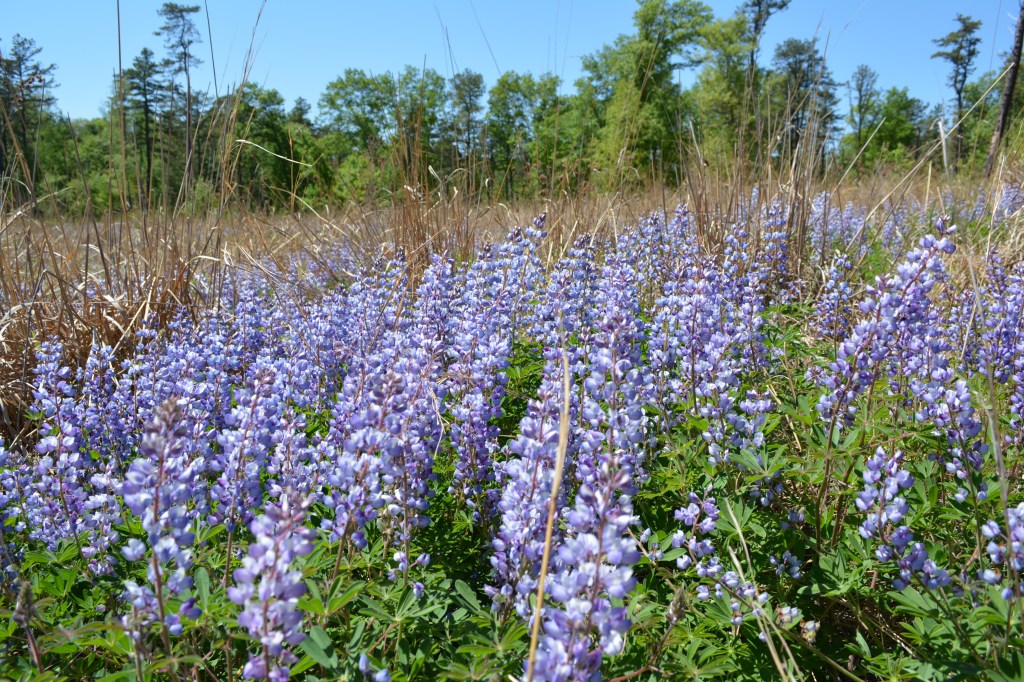 Field of Lupine