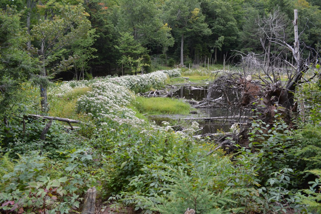 Old Beaver Meadows and Wilderness&nbsp;Pollinators