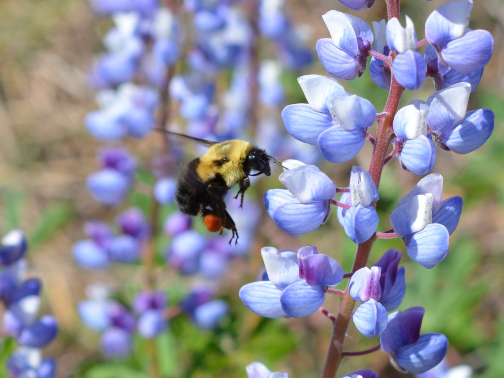 Fields of Lupine