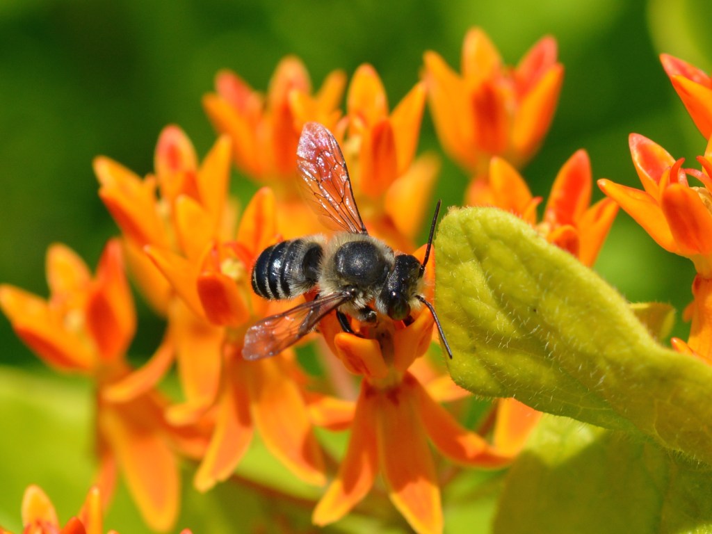 A Golf Course for&nbsp;Pollinators