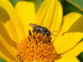 Carder Bee on False Sunflower
