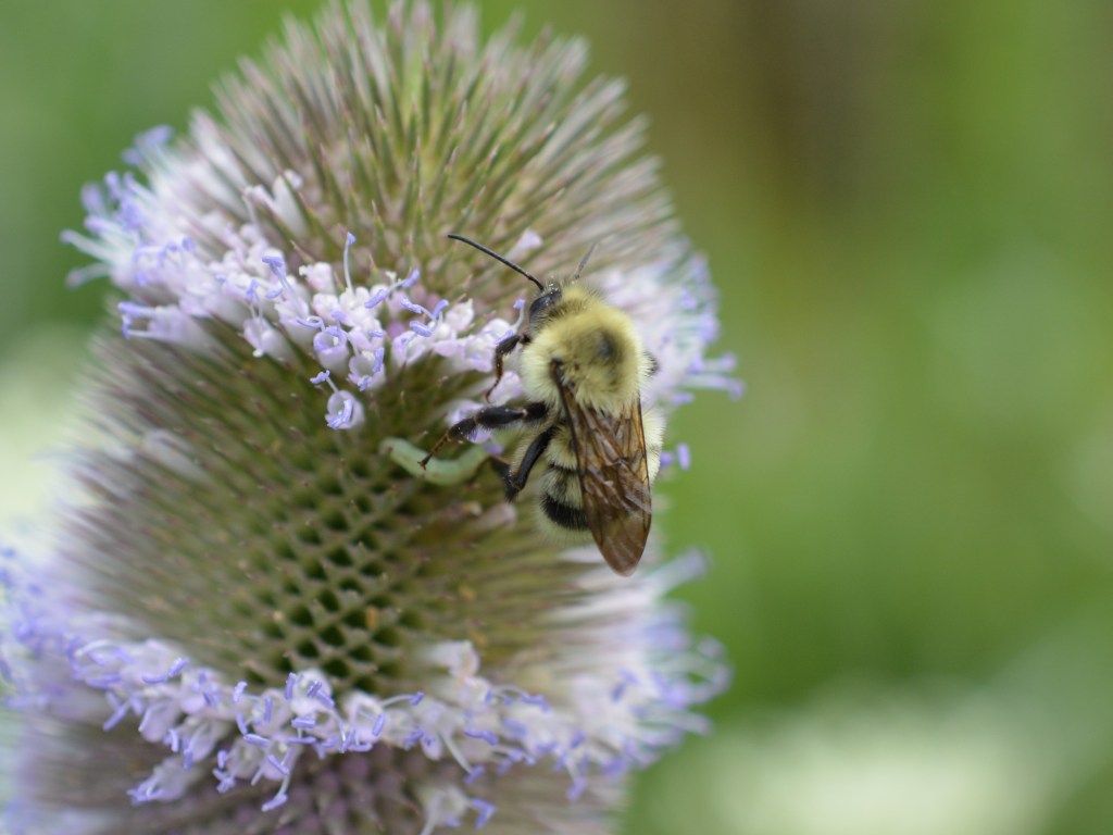 Bumble Bee on Teasel