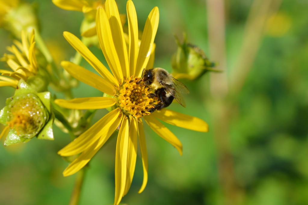 When is Native…Invasive?