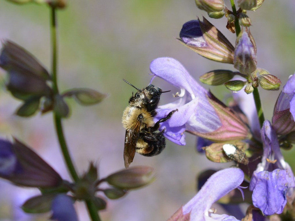 Bufflehead Mason Bee on Sage Flower
