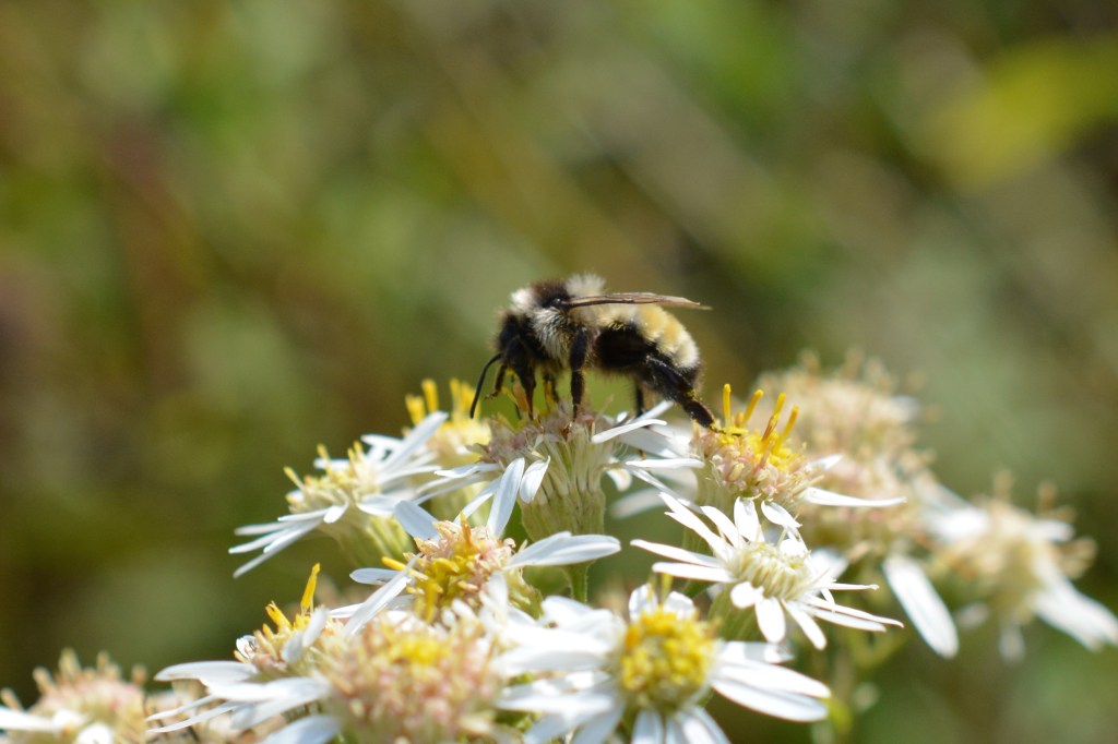 Northern Amber Bumble bee on Aster