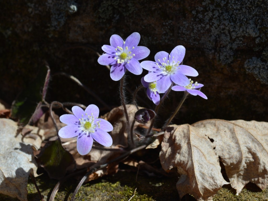 Hepatica growing in the forest of Slabsides