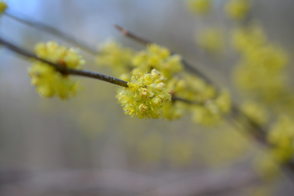Spicebush Grows throughout Celery Swamp.