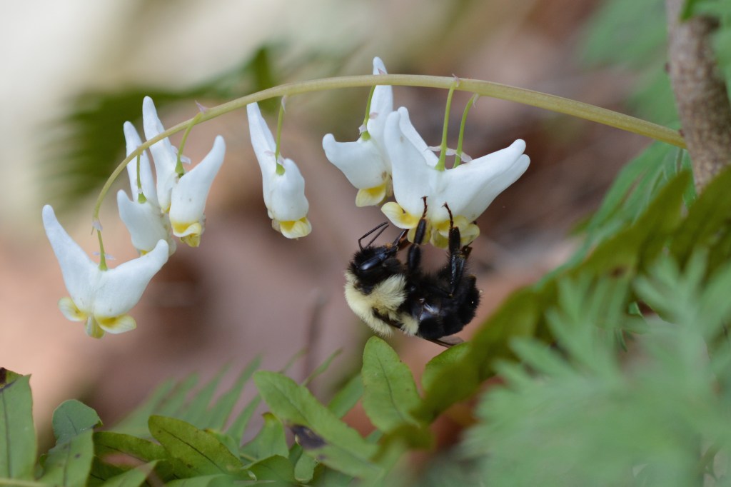 Queen Bee Visiting a Dutchmans Breeches