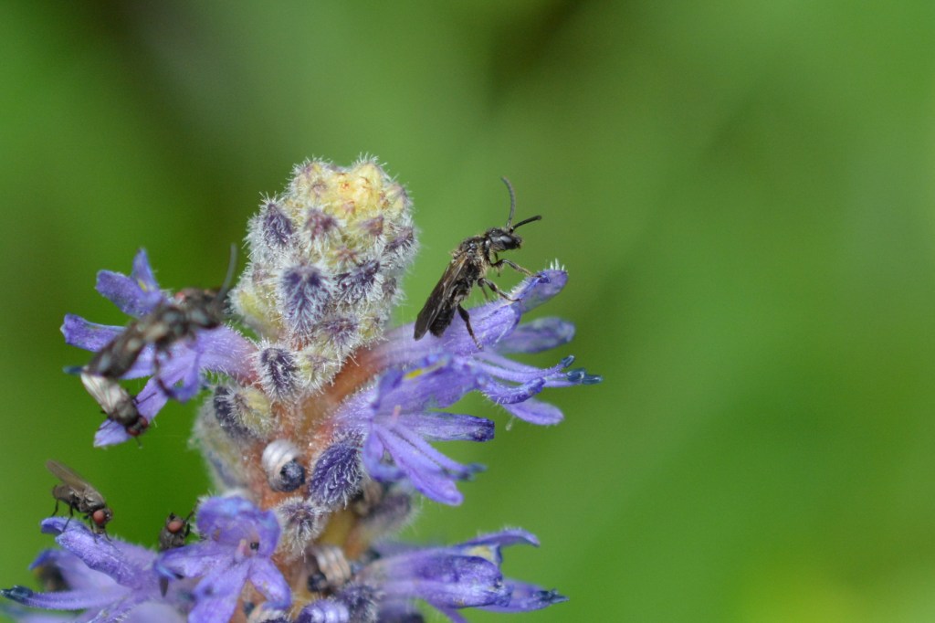 Spotlight on Dufourea novaeangliae, the Pickerel&nbsp;Bee