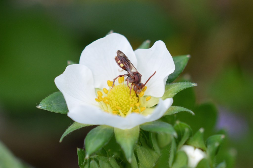 Bees Help Strawberries Reach Their&nbsp;Potential