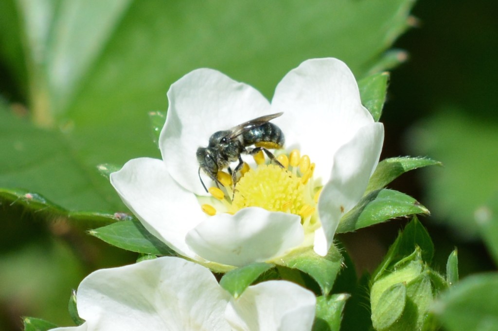 All the Buzz Down on the&nbsp;Farm