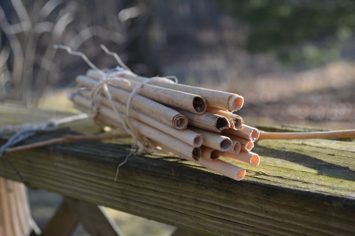Tubes from Phragmites (grass)