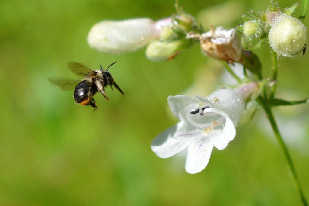 Notice the orange hairs on the the abdomen of this Anthophora terminals.