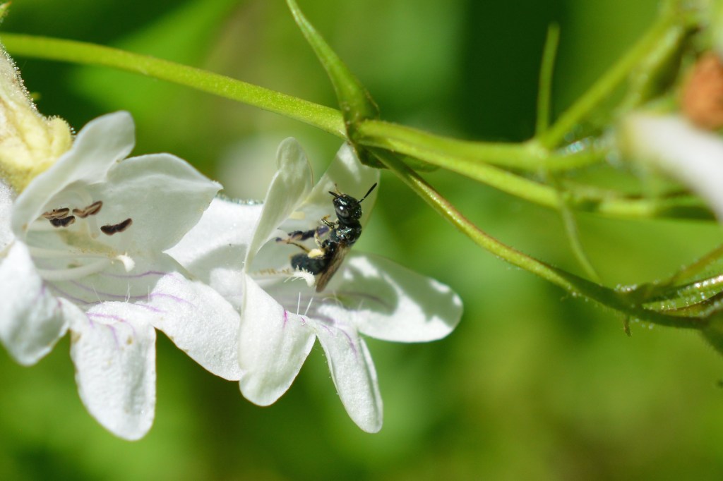 A small carpenter bee gathering pollen.