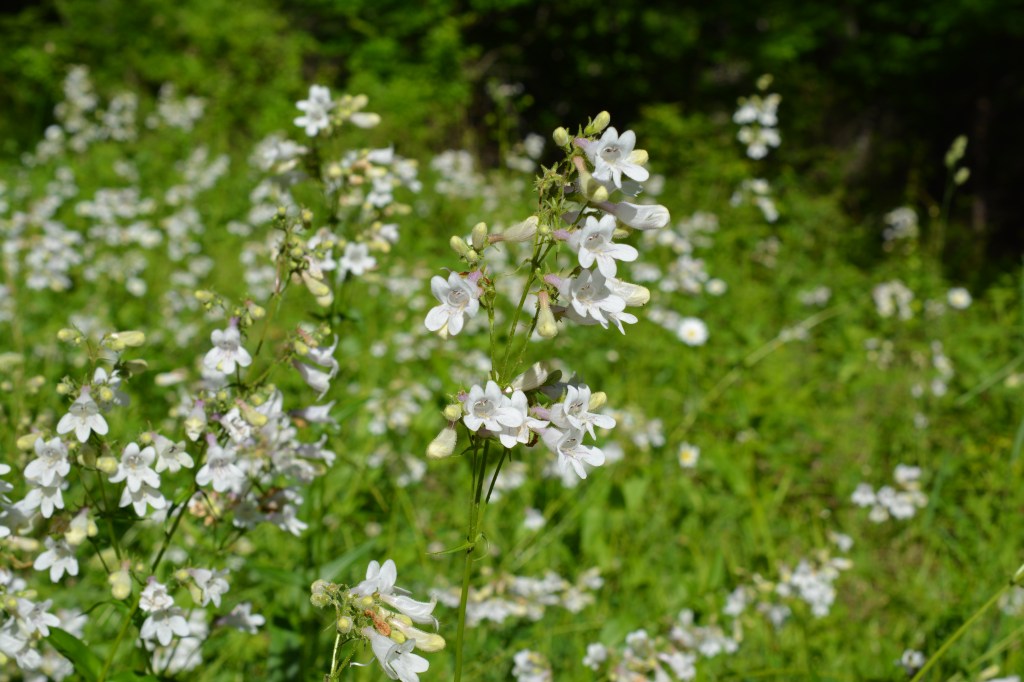 A field of Beardtongue