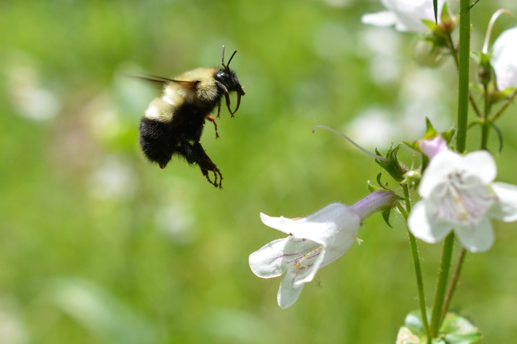 Bumble bee coming in for a landing.