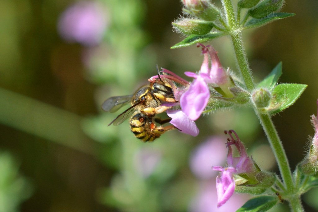Wool Carder Bee on