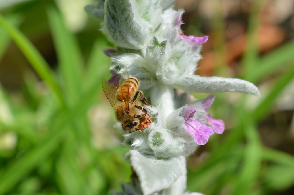 Honey Bee on Lamb's Ear