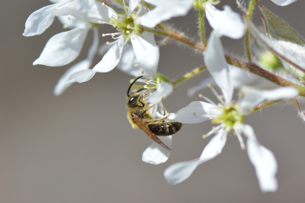 The Serviceberry: A Sign Post of&nbsp;Spring