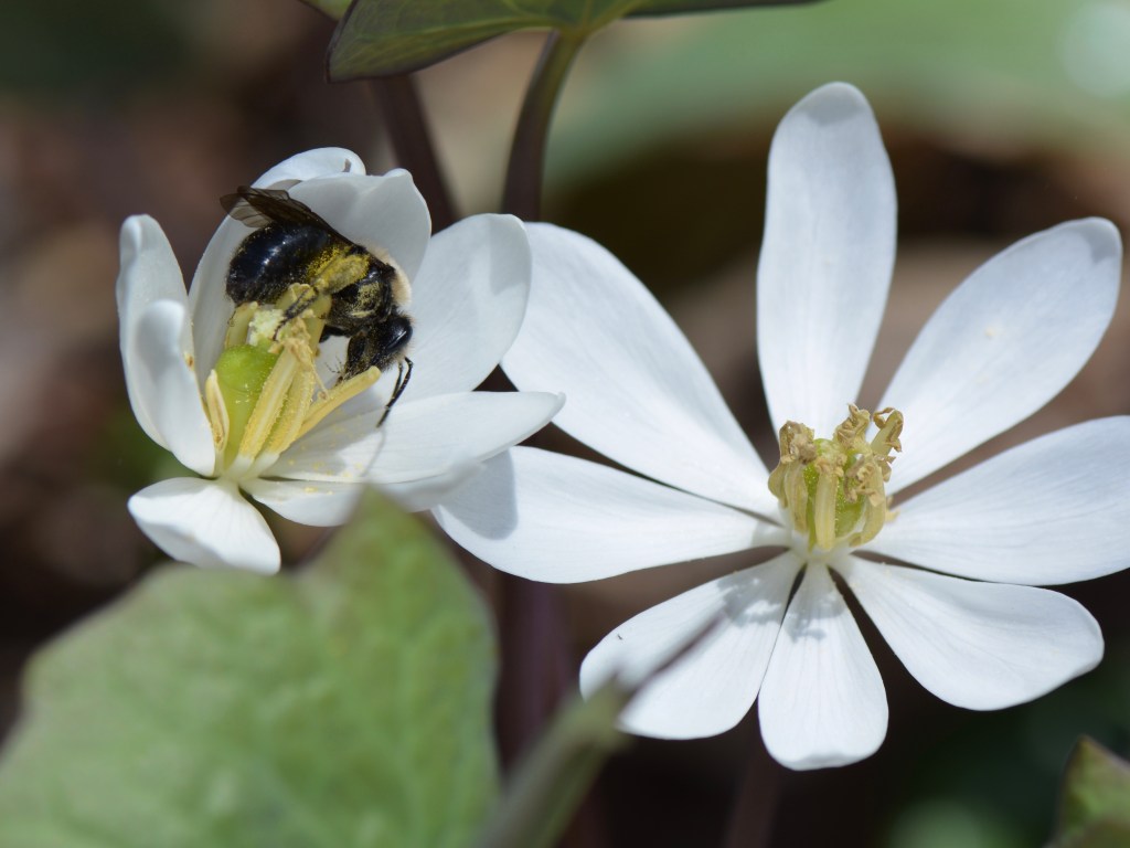 The Blooming of the&nbsp;Bloodroot
