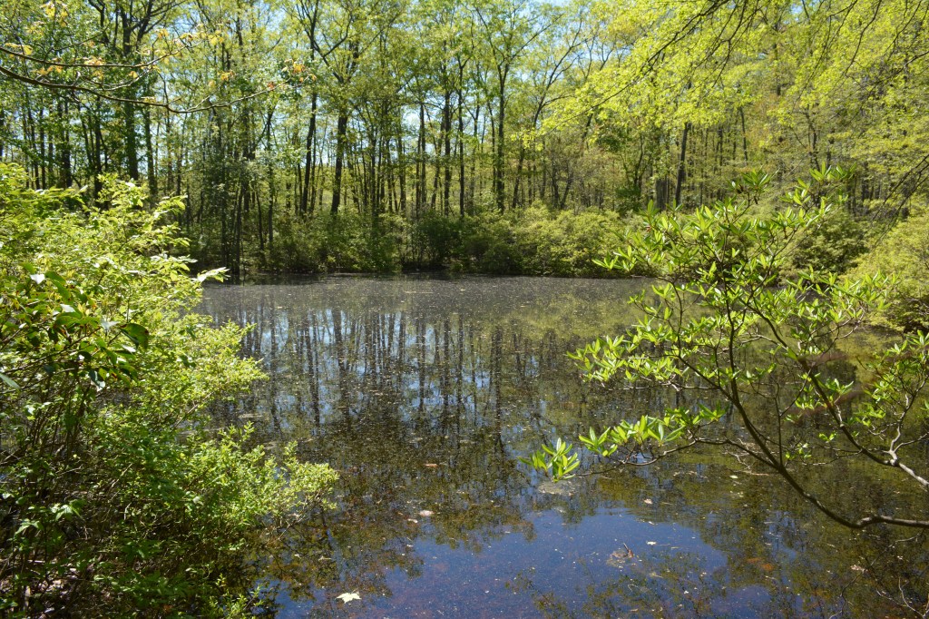 The Bees at Blueberry&nbsp;Pond